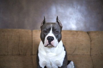 Dog blue staffordshire terrier seats on the sofa