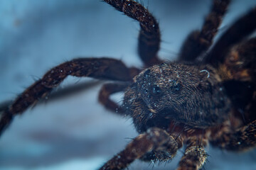 wolf spider on the wall, macro
