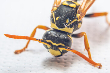 close up of a wasp on white background