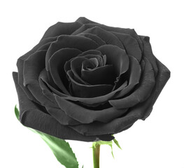 Fresh black rose on white background
