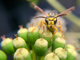 wasp on a flower