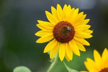 Bumblebee on front-facing sunflower
