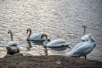 swans on the beach