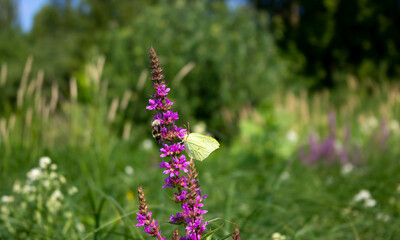 A white butterfly on a purple-lilac meadow flower