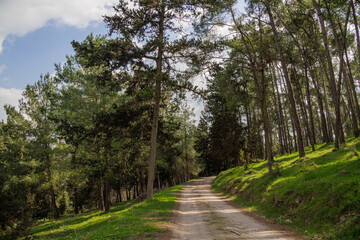 Fototapeta na wymiar an empty road in the forest