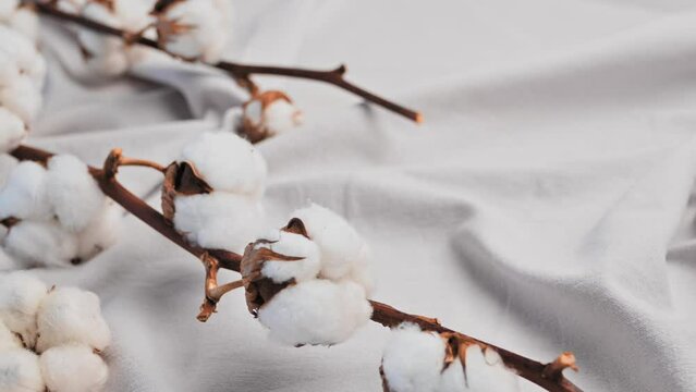 Branch of cotton with beautiful lush flowers against a background of light gray or white fabric with folds. Cotton textiles texture, fabric industry. Natural cotton, organic fiber