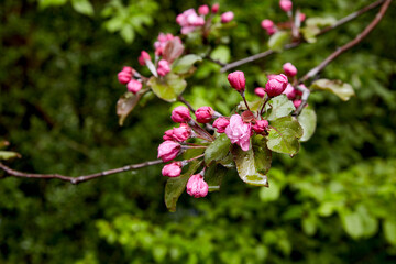 Branch of an apple tree with blooming pink buds in a spring garden