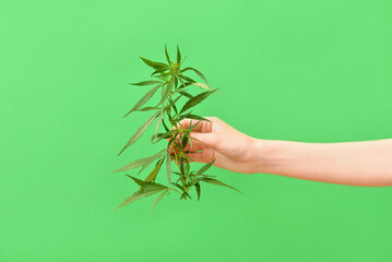 Female hand with cannabis bush on green background