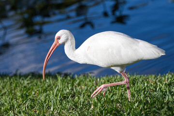 American White Ibis walking in grass beside a pond. Captured in Fort Lauderdale, Florida.