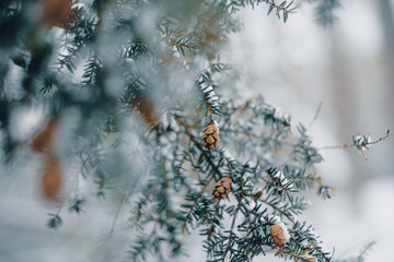 pines cones hanging on pine tree branch in winter with snow and moody tones