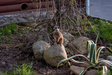 The meerkat is a rather small representative of the mongoose. The coat color of this mammal is orange-brown. The fur is quite long and fluffy, and the fur on the belly and chest is short.