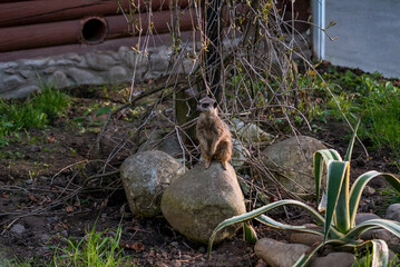 The meerkat is a rather small representative of the mongoose. The coat color of this mammal is orange-brown. The fur is quite long and fluffy, and the fur on the belly and chest is short.