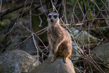 The meerkat is a rather small representative of the mongoose. The coat color of this mammal is orange-brown. The fur is quite long and fluffy, and the fur on the belly and chest is short.