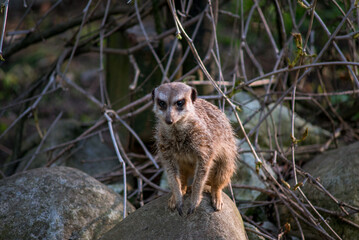 The meerkat is a rather small representative of the mongoose. The coat color of this mammal is orange-brown. The fur is quite long and fluffy, and the fur on the belly and chest is short.