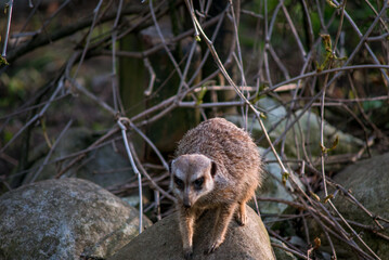 The meerkat is a rather small representative of the mongoose. The coat color of this mammal is orange-brown. The fur is quite long and fluffy, and the fur on the belly and chest is short.
