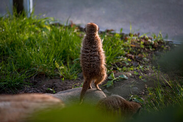 The meerkat is a rather small representative of the mongoose. The coat color of this mammal is orange-brown. The fur is quite long and fluffy, and the fur on the belly and chest is short.