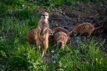 The meerkat is a rather small representative of the mongoose. The coat color of this mammal is orange-brown. The fur is quite long and fluffy, and the fur on the belly and chest is short.