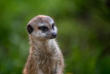 The meerkat is a rather small representative of the mongoose. The coat color of this mammal is orange-brown. The fur is quite long and fluffy, and the fur on the belly and chest is short.