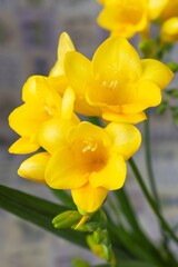 Close up blossom of beautiful yellow freesia flower (Iridaceae Ixioideae) on light textured background. Shallow depth of focus. Fresh fashion pastel creamy yellow dark green violet color combination