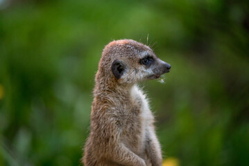 The meerkat is a rather small representative of the mongoose. The coat color of this mammal is orange-brown. The fur is quite long and fluffy, and the fur on the belly and chest is short.