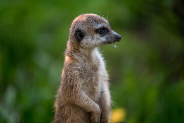 The meerkat is a rather small representative of the mongoose. The coat color of this mammal is orange-brown. The fur is quite long and fluffy, and the fur on the belly and chest is short.