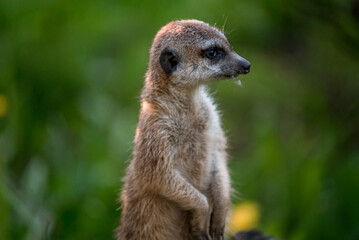 The meerkat is a rather small representative of the mongoose. The coat color of this mammal is orange-brown. The fur is quite long and fluffy, and the fur on the belly and chest is short.