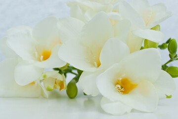 Fototapeta na wymiar Close up blossom of beautiful white freesia (Iridaceae, Ixioideae) flower with buds on light background. Delicate soft pastel creamy and yellow colors. Shallow depth of focus. Spring, love and beauty
