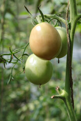 Ripe Tomato plant growing in greenhouse. Tasty green tomatoes. Branch of fresh Tomatoes hanging on trees in organic farm. Autumn . Harvest Concept. Fresh organic vegetables. Healthy eating