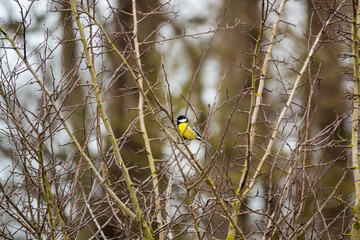 close up of a great tit (Parus major) feeding amongst winter tree branches, Wiltshire UK 