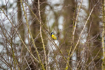 close up of a great tit (Parus major) feeding amongst winter tree branches, Wiltshire UK 