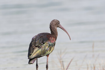 Glossy Ibis standing in front of a pond. Captured in Fort Lauderdale, Florida.