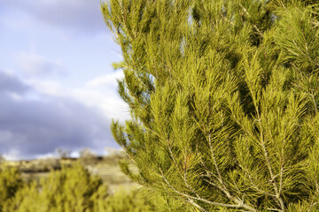 Pine  leaves in a forest