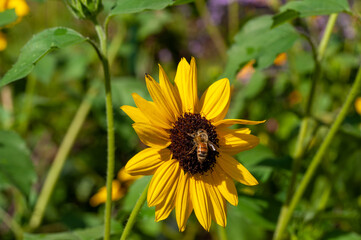 bee on yellow flower