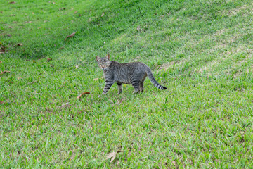 Isolated Domestic brown cat walking on grass in closeup