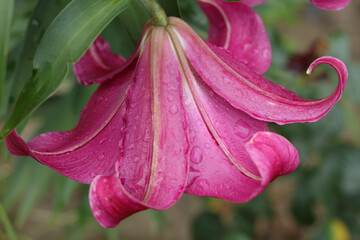 Lilium plant floral wallpaper on a green background. Beautiful Lily flower on green leaves background. Beautiful tropical flowers blossom. Lilium. Floral spring summer wallpaper Background with Lilies