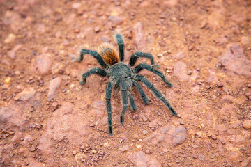 Large Brazilian tarantula spider known as the goliath spider in top view