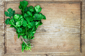 bunch of fresh cilantro young leaves on wooden background