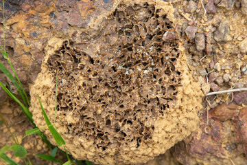 Nest with small cumpins and eggs, typical species of the isolated regions of the Brazilian cerrado biome