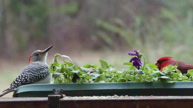 Male cardinal and red-bellied woodpecker feeding in a window planter