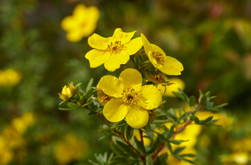 yellow flowers in the garden