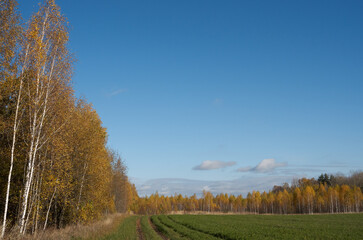 Fototapeta premium autumn in the forest