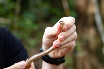 Fototapeta premium Small, tropical, non-poisonous Brazilian snake in the hands