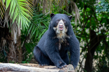 A Spectacled bear native to South America in close-up and selective focus. (Tremarctos ornatus) in closeup