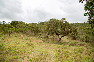 Fototapeta premium Rural landscape of the typical Brazilian cerrado biome, with green mountains and fields and low trees with twisted trunks