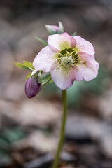 Rosa Schneerose einzeln im Wald