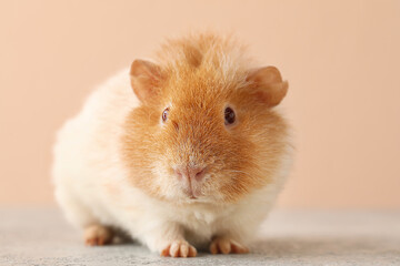 Funny Guinea pig on table against beige background