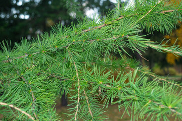 Green branch of fir tree with forest bokeh