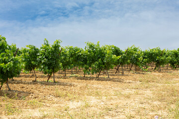 Fototapeta na wymiar Field of vines at the beginning of summer
