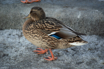 Утки в парке
