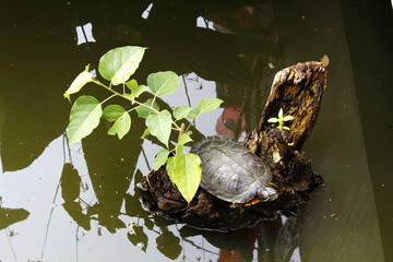 Turtle sits on an island in a pond. Chiang Mai, Thailand 